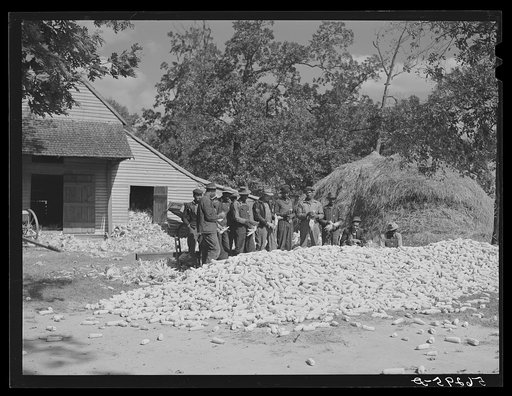 Colored hands from nearby farms helping to shuck corn on Hooper farm, Corbett Ridge section. Caswell County, North Carolina