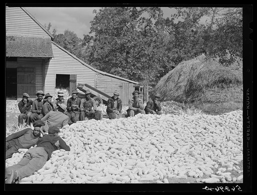 Untitled photo, possibly related to: Colored hands from nearby farms helping to shuck corn on Hooper farm, Corbett Ridge section. Caswekk County, North Carolina