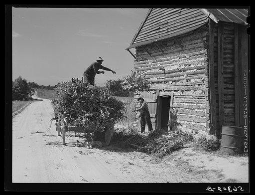 Storing corn stalks in tobacco barn for winter fodder for the stock on farm. Corbett Ridge section. Caswell County, North Carolina