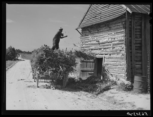 Untitled photo, possibly related to: Storing corn stalks in tobacco barn for winter fodder for the stock on farm. Corbett Ridge section. Caswell County, North Carolina