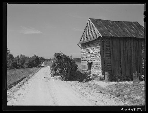Untitled photo, possibly related to: Storing corn stalks in tobacco barn for winter fodder for the stock on farm. Corbett Ridge section. Caswell County, North Carolina