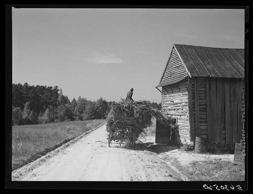 Untitled photo, possibly related to: Storing corn stalks in tobacco barn for winter fodder for the stock on farm. Corbett Ridge section. Caswell County, North Carolina