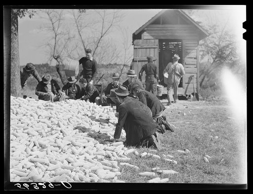 Untitled photo, possibly related to: Putting the corn in the crib to store for winter feed after shucking on Hooper Farm near Hightowers and Prospect Hill. Caswell County, North Carolina