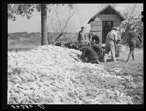 Putting the corn in the crib to store for winter feed after shucking on Hooper Farm near Hightowers and Prospect Hill. Caswell County, North Carolina