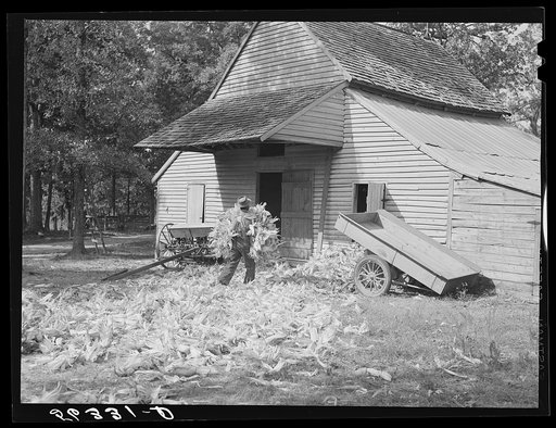 Untitled photo, possibly related to: Putting the shucks into the barn for winter use after cornshucking on Hooper Farm near Hightowers and Prospect Hill. Caswell County, North Carolina