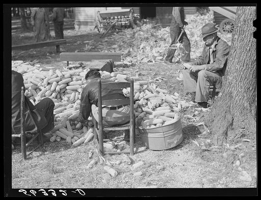 Putting the corn in the crib to store for winter feed after shucking on Hooper Farm near Hightowers and Prospect Hill. Caswell County, North Carolina