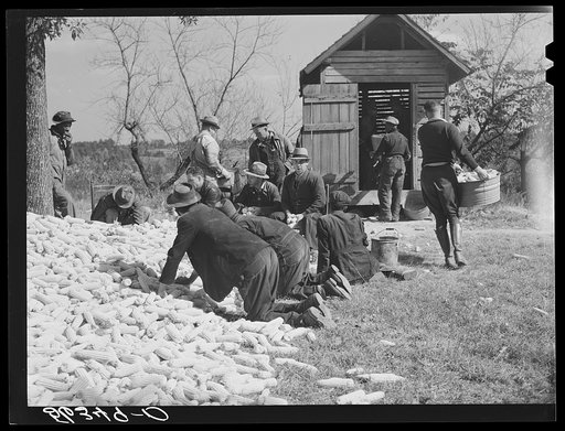Putting the corn in the crib to store for winter feed after shucking on Hooper Farm near Hightowers and Prospect Hill. Caswell County, North Carolina