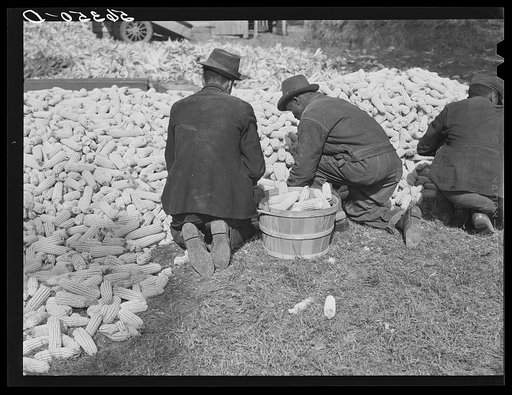 Putting the corn in the crib to store for winter feed after shucking on Hooper Farm near Hightowers and Prospect Hill. Caswell County, North Carolina