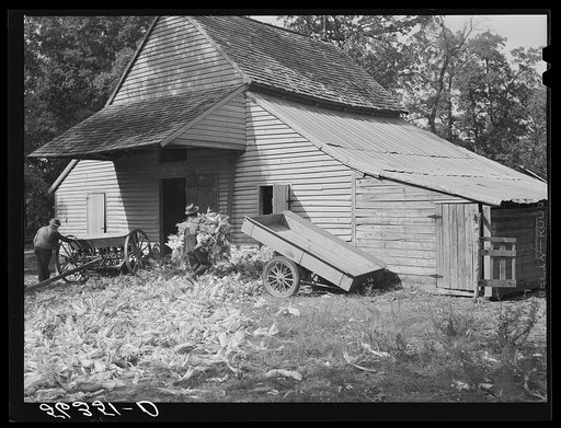 Putting the shucks into the barn for winter use after cornshucking on Hooper Farm near Hightowers and Prospect Hill. Caswell County, North Carolina