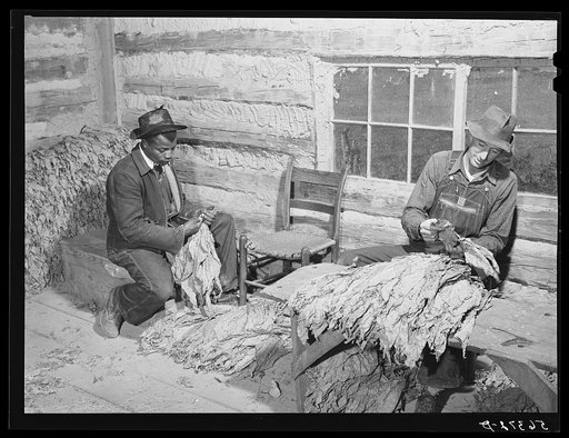 E.O Foster, FSA (Farm Security Administration) tenant purchase borrower grading and stripping his tobacco. Caswell County, North Carolina