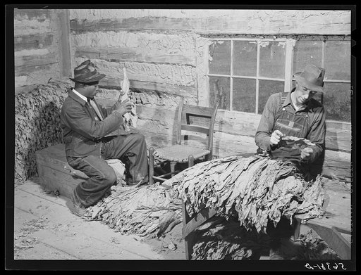 E.O. Foster, FSA (Farm Security Administration) tenant purchase borrower, grading and stripping tobacco on his farm near Yanceyville. Caswell County, North Carolina