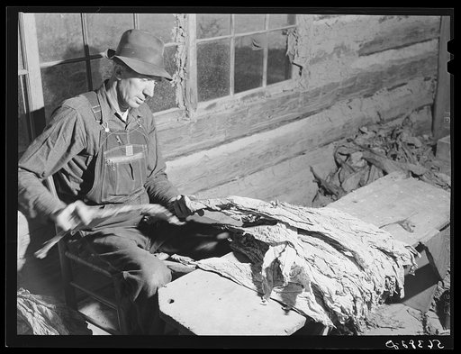 E.O. Foster, FSA (Farm Security Administration) tenant purchase borrower, grading and stripping tobacco on his farm near Yanceyville. Caswell County, North Carolina