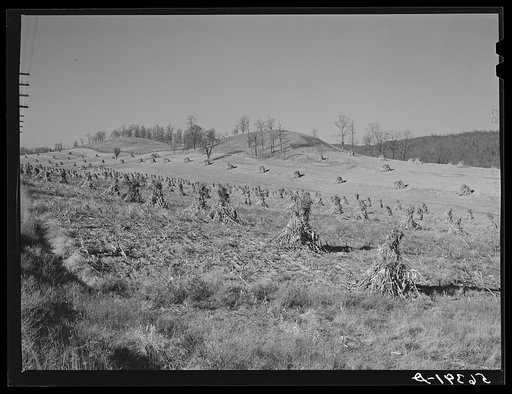 Corn shocks in field along highway near Wytheville, Virginia