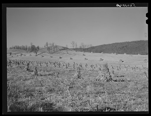 Corn shocks in field along highway near Wytheville, Virginia