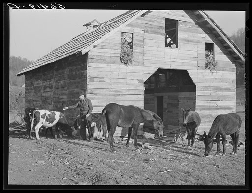 Untitled photo, possibly related to: Josh Calahan's new barn and some of his livestock. Southern Appalachian Project near Barbourville, Knox County, Kentucky