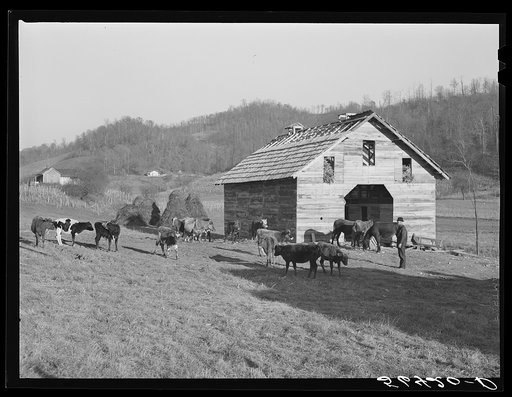 Josh Calahan's new barn and some of his livestock. Southern Appalachian Project near Barbourville, Knox County, Kentucky