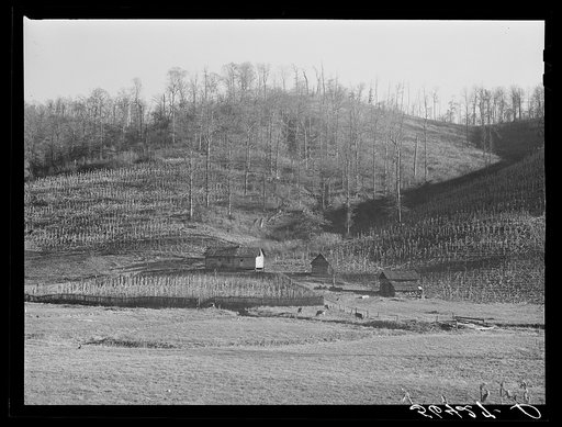 Josh Calahan's old home and barns with corn field on the hillsides. Southern Appalachian Project near Barbourville, Knox County, Kentucky