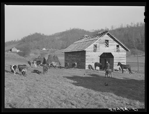 Untitled photo, possibly related to: Josh Calahan's new barn and some of his livestock. Southern Appalachian Project near Barbourville, Knox County, Kentucky