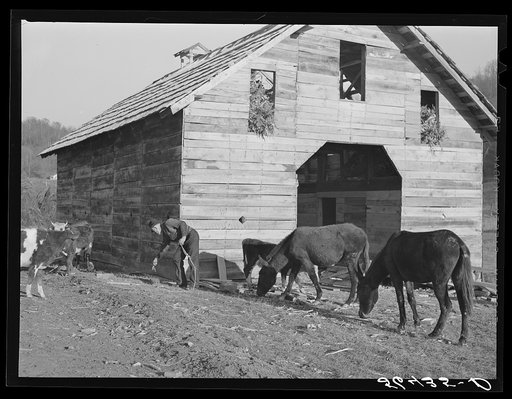 Untitled photo, possibly related to: Josh Calahan's new barn and some of his livestock. Southern Appalachian Project near Barbourville, Knox County, Kentucky
