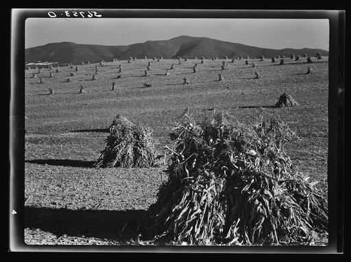 Cornshocks in the fertile Shenandoah Valley, Virginia