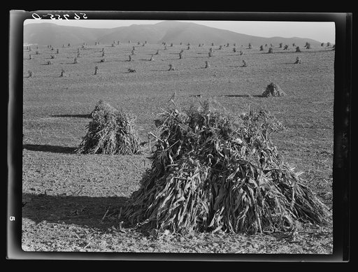 Untitled photo, possibly related to: Cornshocks in the fertile Shenandoah Valley, Virginia