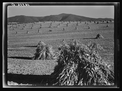 Untitled photo, possibly related to: Cornshocks in the fertile Shenandoah Valley, Virginia