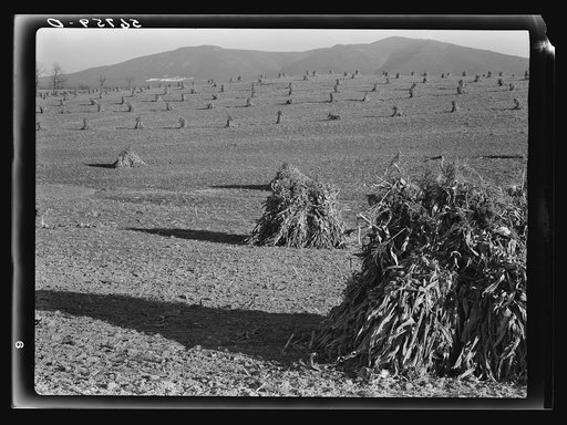 Cornshocks in the fertile Shenandoah Valley, Virginia