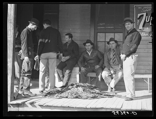 Grading muskrats while fur buyers and Spanish trappers look on during auction sale on porch of community store in Saint Bernard, Louisiana