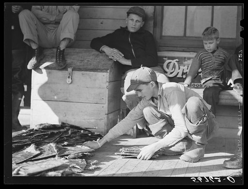 Untitled photo, possibly related to: Grading muskrats while fur buyers and Spanish trappers look on during auction sale on porch of community store in Saint Bernard, Louisiana