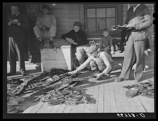 Grading muskrats while fur buyers and Spanish trappers look on during auction sale on porch of community store in Saint Bernard, Louisiana