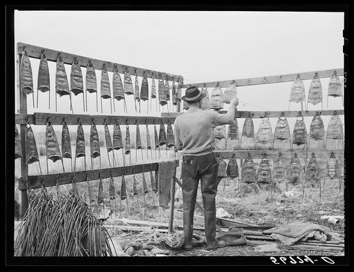 Untitled photo, possibly related to: Spanish trapper hanging the muskrat skins up to dry after first drying the inside fur and putting them on wire stretchers in front of their marsh camp. Delacroix Island, Saint Bernard Parish, Louisiana