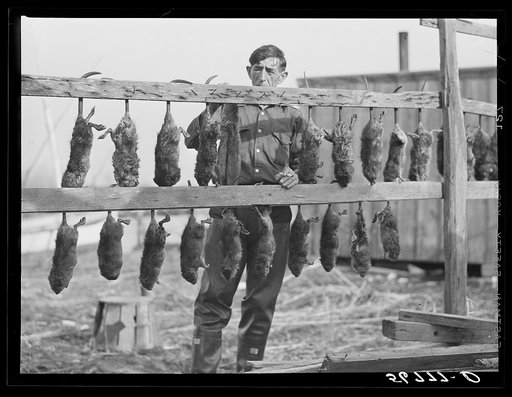 Spanish trapper hanging muskrats up to dry their fur before skinning.  Stretching and drying the pelt follows this. His camp is in the marshes nearby. Delacroix Island, Saint Bernard Parish, Louisiana