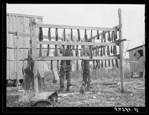 Untitled photo, possibly related to: Spanish trapper hanging muskrats up to dry their fur before skinning. Stretching and drying the pelt follows this. His camp is in the marshes nearby. Delacroix Island, Saint Bernard Parish, Louisiana