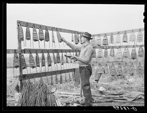 Spanish trapper hanging the muskrat skins up to dry after first drying the inside fur and putting them on wire stretchers in front of their marsh camp. Delacroix Island, Saint Bernard Parish, Louisiana