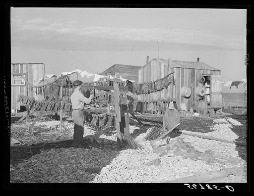 Untitled photo, possibly related to: Spanish trapper hanging the muskrat skins up to dry after first drying the inside fur and putting them on wire stretchers in front of their marsh camp. Delacroix Island, Saint Bernard Parish, Louisiana