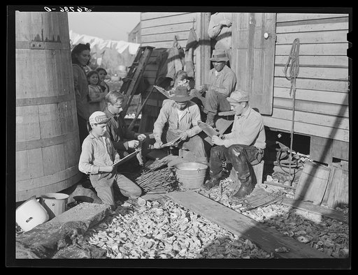 Untitled photo, possibly related to: Spanish trappers putting the muskrat skins on wire stretchers before hanging them up to dry in back of their marsh camp. Delacroix Island, Saint Bernard Parish, Louisiana