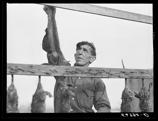 Spanish trapper hanging muskrats up to dry their fur before skinning. Stretching and drying the pelt follows this. His camp is in the marshes nearby. Delacroix Island, Saint Bernard Parish, Louisiana