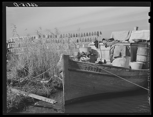 Muskrat skins hanging up to dry by Spanish trapper's home in the marshes.  He takes the furs to the island to sell in the boat which he later uses for fishing and shrimping. Delacroix Island, Saint Bernard Parish, Louisiana