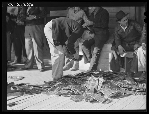 Grading muskrats while fur buyers and Spanish trappers look on, during auction sale on porch of community store in Saint Bernard, Louisiana