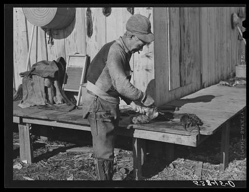 Spanish trapper skinning his muskrats before hanging them up to dry at the side of his marsh camp. Delacroix Island, Saint Bernard Parish, Louisiana