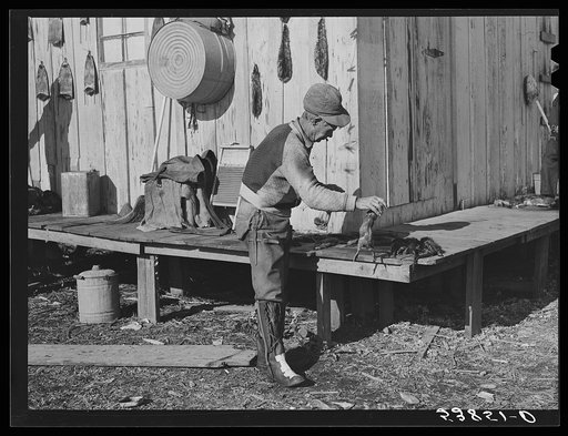 Spanish trapper skinning his muskrats before hanging them up to dry at the side of his marsh camp. Delacroix Island, Saint Bernard Parish, Louisiana