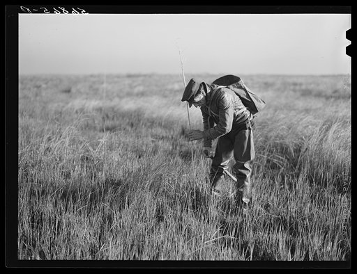Spanish trapper marking the place where he set his trap in the muskrat's "run" with a reed. Delacroix Island, Saint Bernard Parish, Louisiana