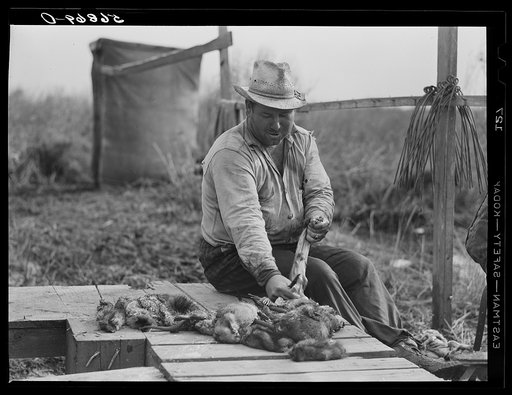 French trapper skinning his muskrats before hanging them up to dry in front of his marsh camp. Delacroix Island, Saint Bernard Parish, Louisiana