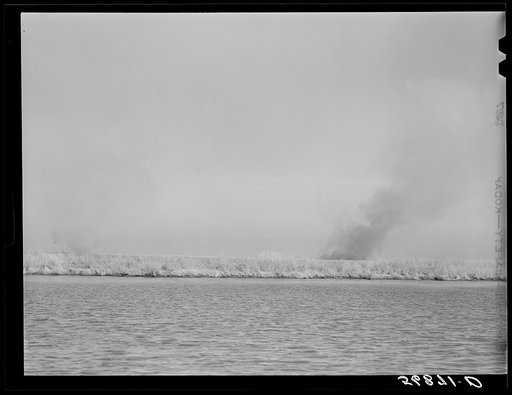 Before the trappers start trapping their land they set fire to the marshes, so they can get around and find the muskrat houses and "runs" easily. The houses are not burned as they are surrounded by water. Delacroix Island, Saint Bernard Parish, Louisiana