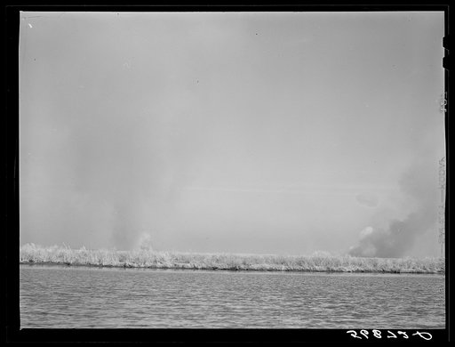 Untitled photo, possibly related to: Before the trappers start trapping their land they set fire to the marshes, so the can get around and find the muskrat houses and "runs" easily. The houses are not burned as they are surrounded by water. Delacroix Island, Saint Bernard Parish, Louisiana