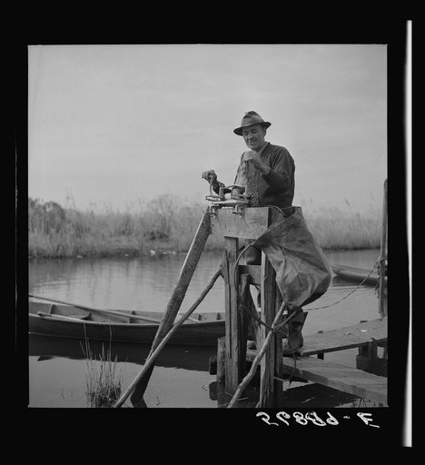 Untitled photo, possibly related to: Putting the muskrat pelts through a wringer after they have been skinned. Then they are hung up to dry, turned inside out, put on a stretcher and further dried. By a Spanish trapper's camp in the marshes near Delacroix Island, Louisiana. See general caption numbe