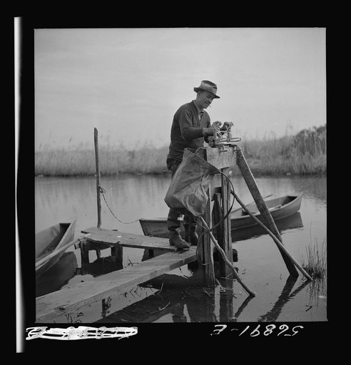 Untitled photo, possibly related to: Putting the muskrat pelts through a wringer after they have been skinned. Then they are hung up to dry, turned inside out, put on a stretcher and further dried. By a Spanish trapper's camp in the marshes near Delacroix Island, Louisiana. See general caption numbe