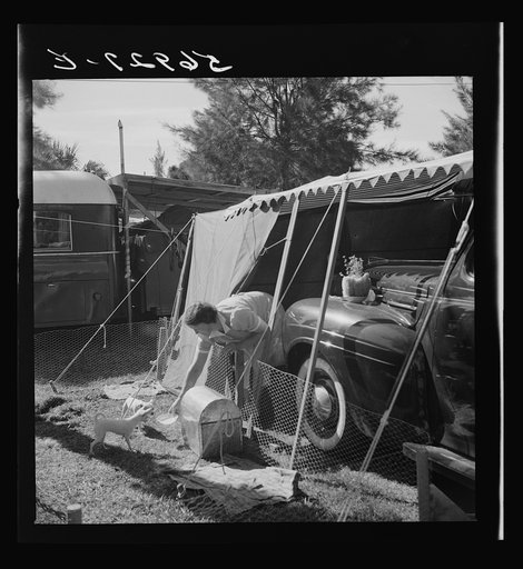 Feeding the puppies. Sarasota trailer park, Sarasota, Florida