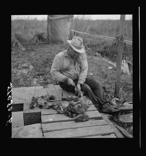 Trapper skinning muskrats in his camp on the bayou in the marshes near Delacroix Island, Louisiana