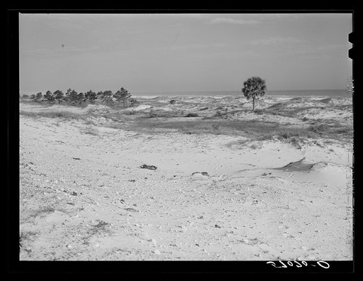 Untitled photo, possibly related to: Sand dunes along gulf off highway near Pensacola, Florida